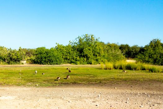 Road to Safari Park on Sir Bani Yas Island, Abu Dhabi, United Arab Emirates.