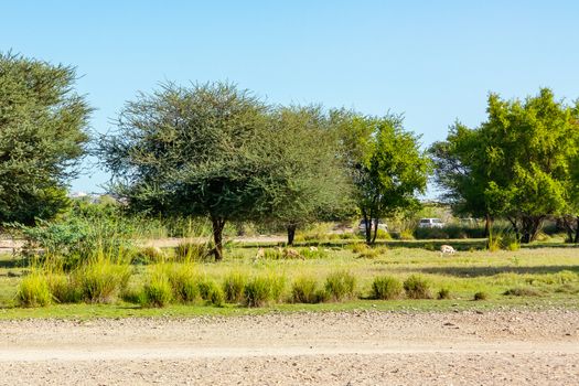 Road to Safari Park on Sir Bani Yas Island, Abu Dhabi, United Arab Emirates.