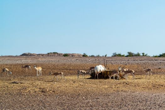 Antelope group in a safari park on the island of Sir Bani Yas, United Arab Emirates.