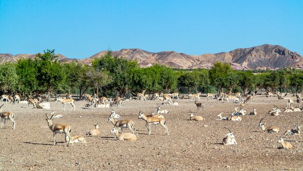 Antelope group in a safari park on the island of Sir Bani Yas, United Arab Emirates.