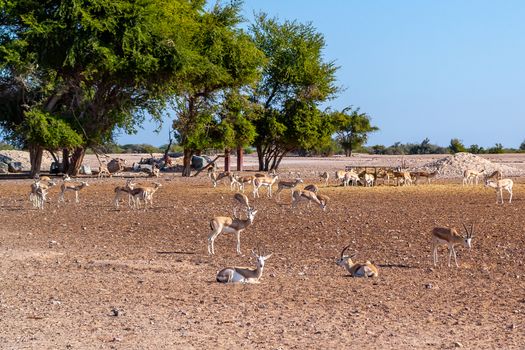 Antelope group in a safari park on the island of Sir Bani Yas, United Arab Emirates.