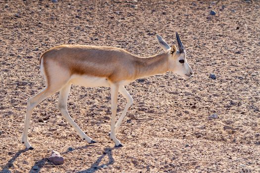 Young antelope in a safari park on the island of Sir Bani Yas, United Arab Emirates.