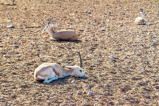 Young antelopes in a safari park on the island of Sir Bani Yas, United Arab Emirates.