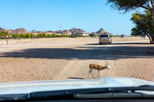 Road to Safari Park on Sir Bani Yas Island, Abu Dhabi, United Arab Emirates.