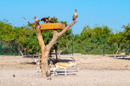 Group of antelopes and birds in Safari Park on Sir Bani Yas island, United Arab Emirates.