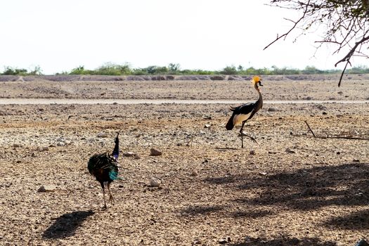 Two crowned cranes Balearica regulorum are walking in a safari park on Sir Bani Yas Island, Abu Dhabi, United Arab Emirates.