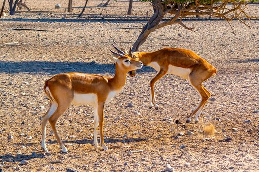 Fight of two young antelopes in a safari park on Sir Bani Yas Island, Abu Dhabi, UAE.