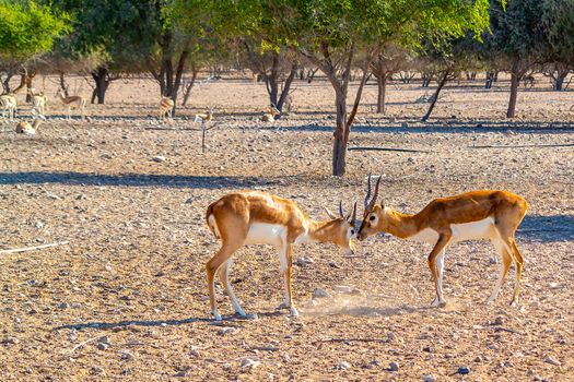 Fight of two young antelopes in a safari park on Sir Bani Yas Island, Abu Dhabi, UAE.