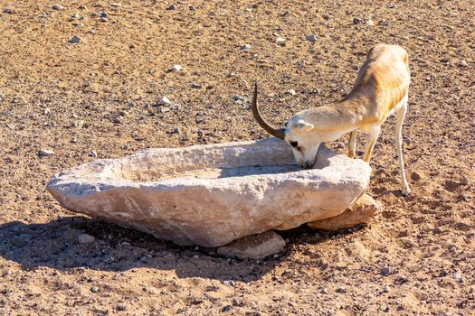 Young antelope in a safari park on the island of Sir Bani Yas, United Arab Emirates.