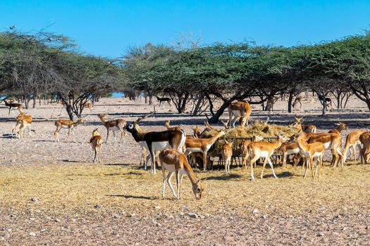 Antelope group in a safari park on the island of Sir Baki Yas, United Arab Emirates.