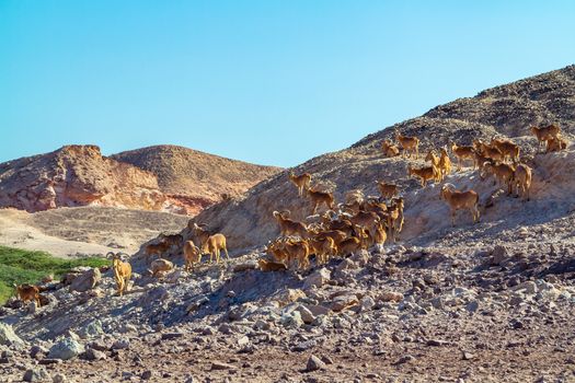 Group of Ovis ammon mountain sheep in a safari park on the island of Sir Bani Yas, United Arab Emirates.