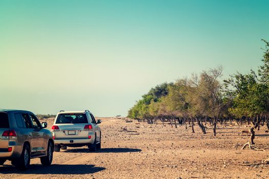 Road to Safari Park on Sir Bani Yas Island, Abu Dhabi, United Arab Emirates.