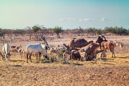 Group of antelopes and mountain sheep in a safari park on the island of Sir Bani Yas, United Arab Emirates.