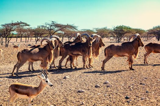 Group of Ovis ammon mountain sheep in a safari park on the island of Sir Bani Yas, United Arab Emirates.