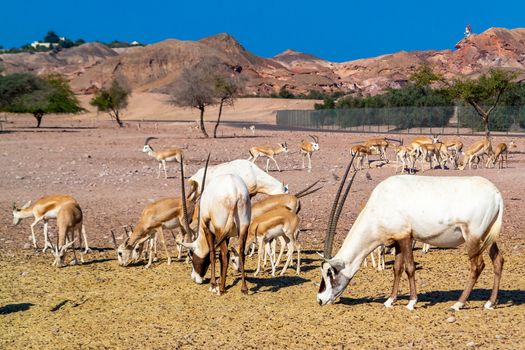 Antelope group in a safari park on the island of Sir Bani Yas, United Arab Emirates.