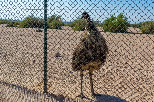 Big Dromaius novaehollandiae Emu bird in safari park posing for tourists.