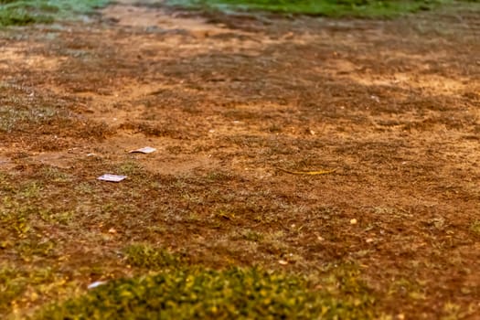 a bold grass area from a park with brown and green colors. photo has taken at izmir/turkey.