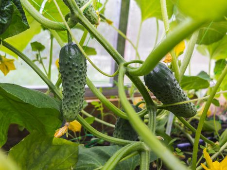 Green cucumbers grows on the bed in the greenhouse.