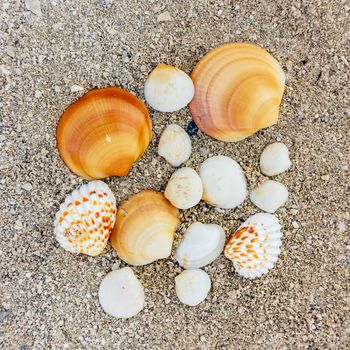 Several seashells of different shapes in the sand on the sea coast.