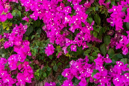 lush blooming of Bougenvillea climbing plant on the wall of a house in a southern country.