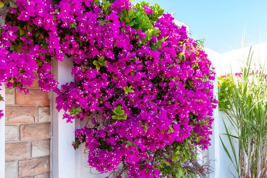 lush blooming of Bougenvillea climbing plant on the wall of a house in a southern country.