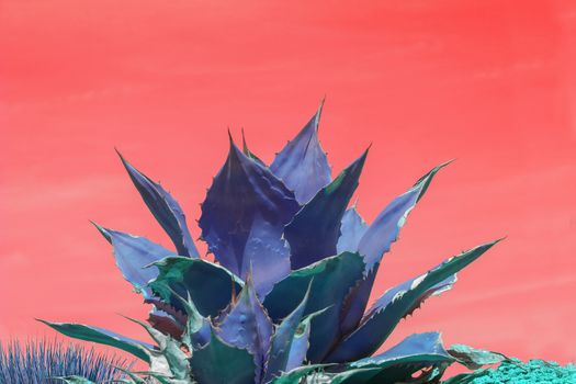 Surrealistic abstract blue succulent agave cactus against pink orange sky