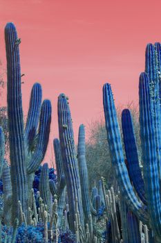 Surrealistic abstract blue glow thorny cactus in arid landscape with red sky