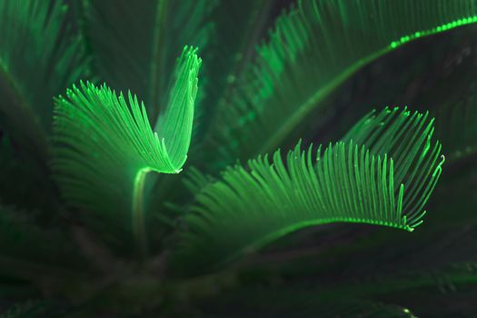 Surrealistic abstract green glow Mallorca endemic fan palm Mallorca endemic fan palm Chamaerops humilis lush leaves in sunshine.