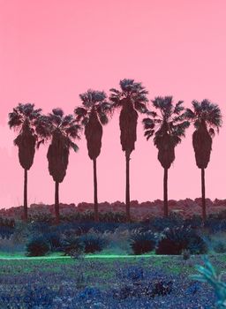 Palm trees in a row with high trunks abstract surrealistic pink and green color scheme
