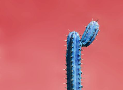 Surrealistic abstract blue thorny cactus with funny shape against red orange sky. 