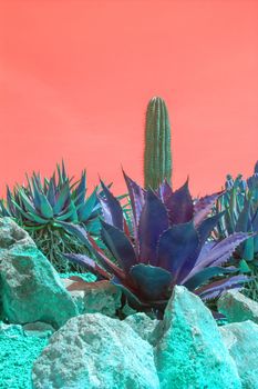 Surrealistic abstract purple color cactus and succulent plants in arid landscape with red orange sky