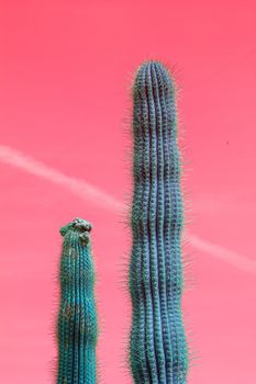 Thorny cactus with spikes and little fruits against surrealistic abstract pink sky with contrail