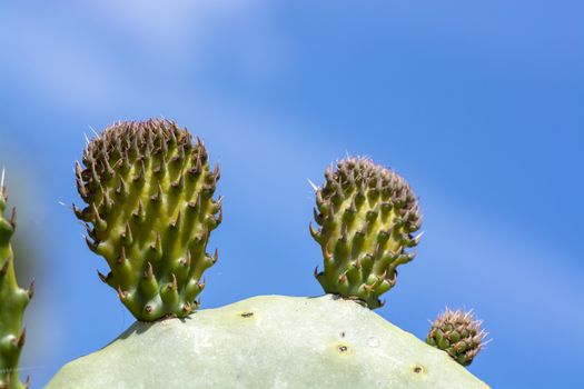 Thorny cactus with spikes and little fruits against blue sky