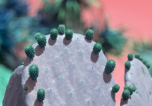 Surrealistic purple and green thorny cactus with spikes and little fruits macro photo