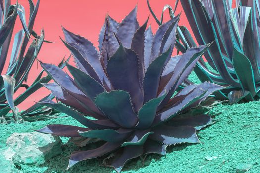 Surrealistic abstract succulent purple and turquoise agave and aloe vera plants closeup