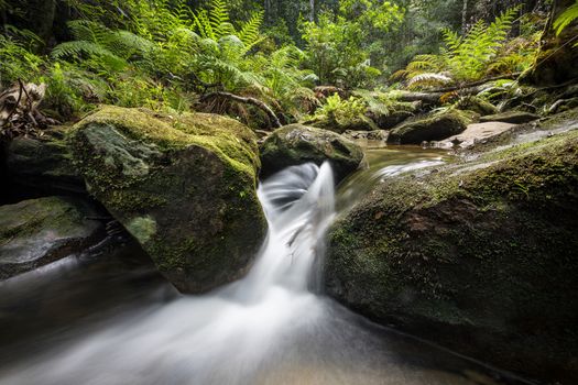 Unique spinning waterfall in lush forest of large ferns trees and moss covered rocks 