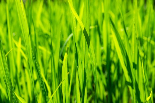 Closeup shot of young rice plants growing