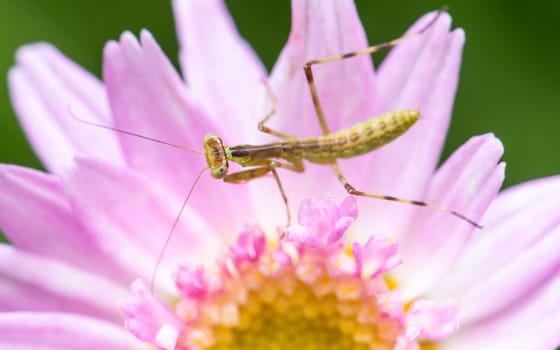 Macro shot of a young praying mantis on a pink flower