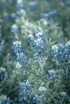 Vintage tone close-up view a bush of Bluebonnet full blossom at springtime near Dallas, Texas, USA. This is the official state flower of Texas. Wildflower blooming at sunset background
