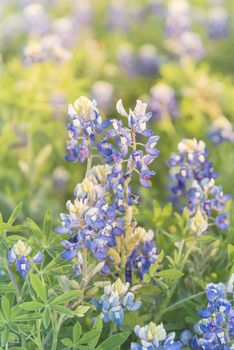 Beautiful bush of Bluebonnet full blossom at sunset during springtime near Dallas, Texas, USA. This is the official state flower of Texas. Wildflower blooming background