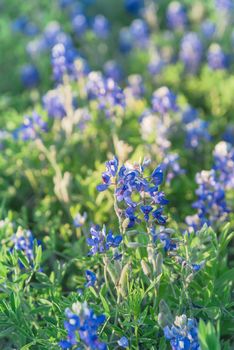 Close-up view a bush of Bluebonnet full blossom at springtime near Dallas, Texas, USA. This is the official state flower of Texas. Wildflower blooming at sunset background