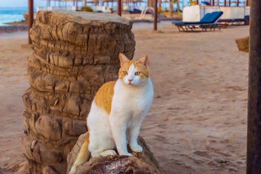 White and red cat sleeping on the trunk of a saw palm tree in the city of Hurghada