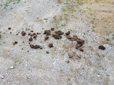 brown horse poop or feces on grey stone or gravel or rocks