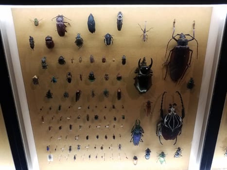 small and large pinned beetle insects specimens under glass