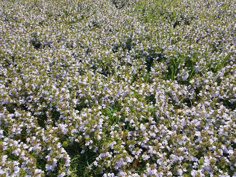 green grass and plants and weeds with purple flower petals in yard or lawn