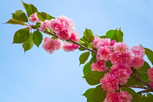 Beautiful Sakura flower in spring. Pink flower of Sakura tree against the blue sky. Cherry blossom