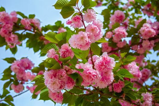 Beautiful Sakura flower (cherry blossom) in spring. Pink flower of Sakura tree against the blue sky.