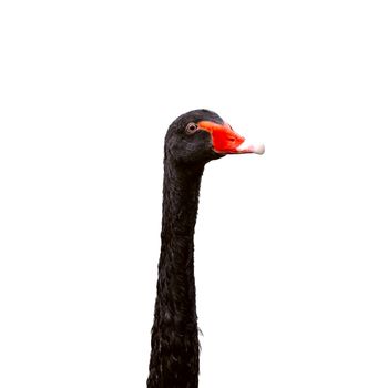 Black swan head on white background, isolate.