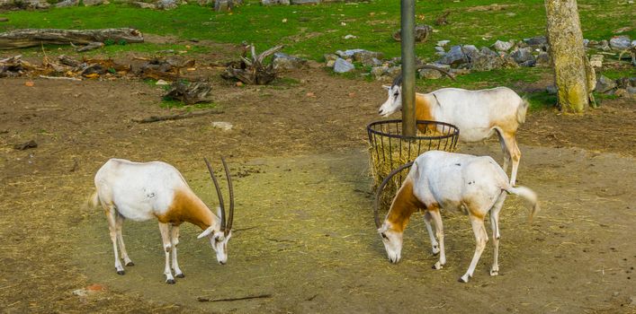 group of scimitar oryxes standing at the hay basket, animal specie that is extinct in the wild