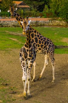 male and female giraffe standing together. popular zoo animals, Endangered animal specie from Africa